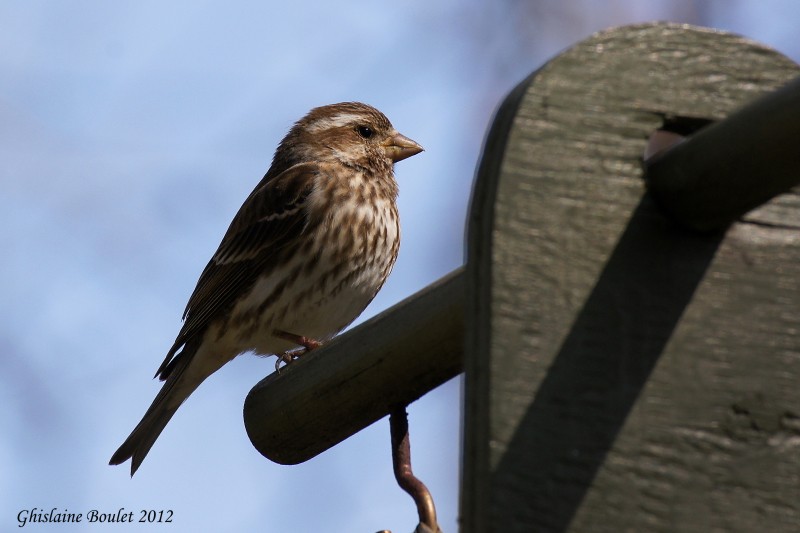 Roselin pourpr (Purple Finch)