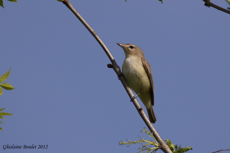 Viro mlodieux (Warbling Vireo)