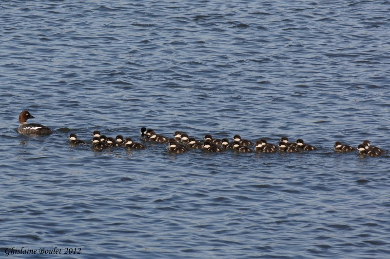 Garrot a oeil dor (Common Goldeneye)