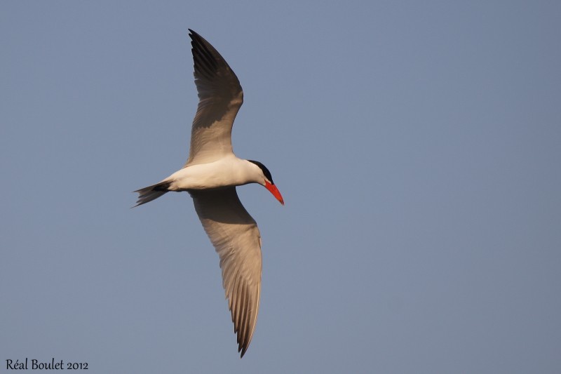 Sterne caspienne (Caspian Tern)