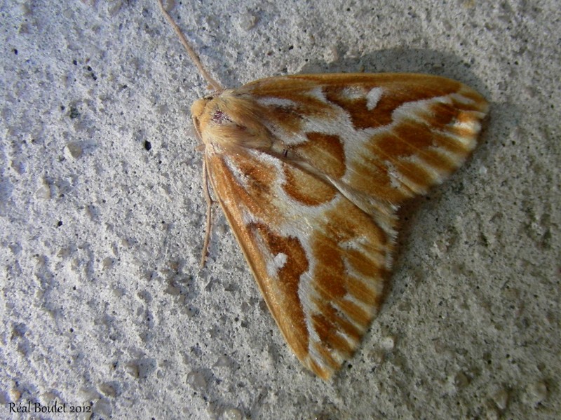 Caripeta piniata