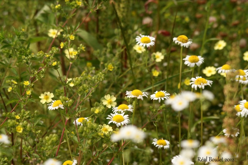 Fleurs sauvages