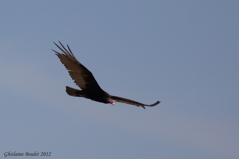 Urubu  tte rouge (Turkey Vulture)