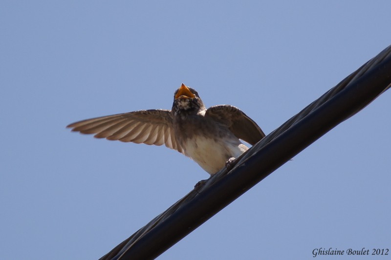 Hirondelle  front blanc (Cliff Swallow)