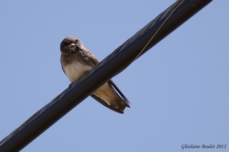 Hirondelle  front blanc (Cliff Swallow)