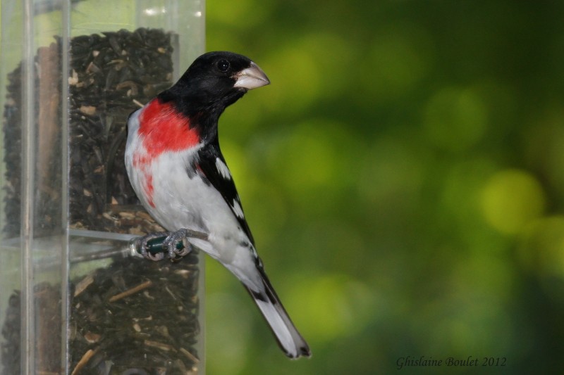 Cardinal  poitrine rose (Rose-breasted Grosbeak)