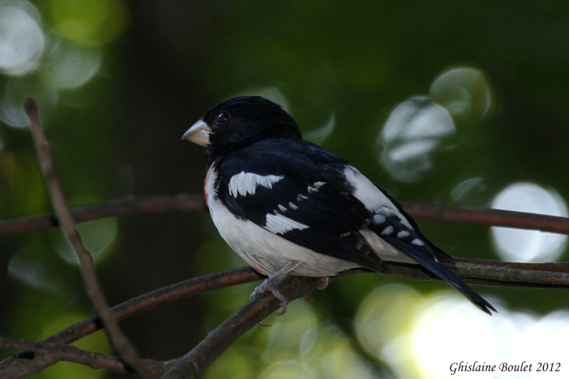 Cardinal  poitrine rose (Rose-breasted Grosbeak)