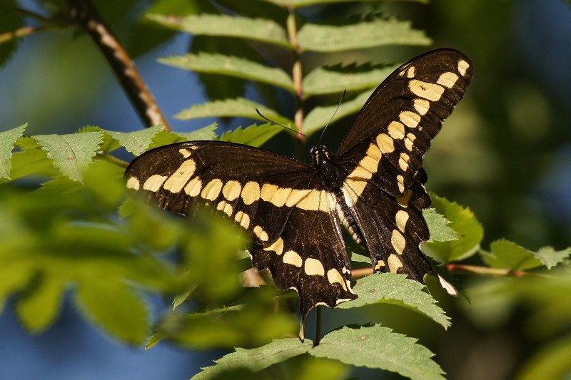 Grand Porte-Queue - Papilio cresphontes 