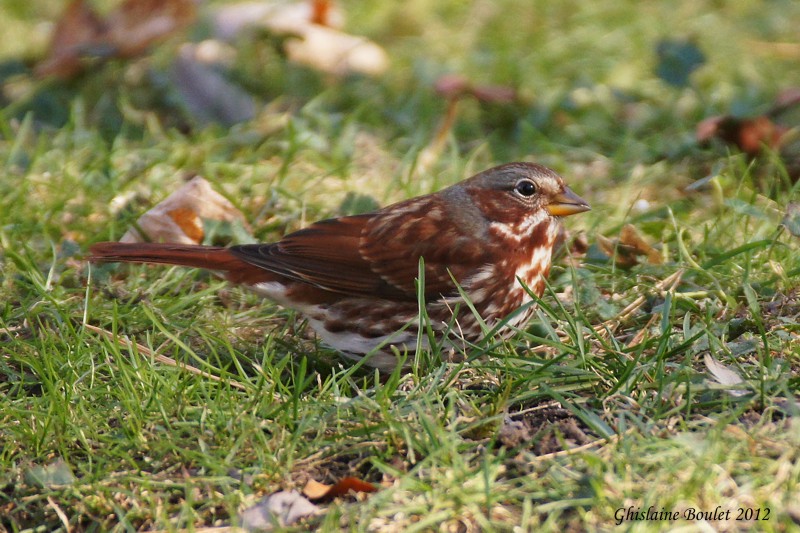 Bruant fauve (Fox Sparrow) 