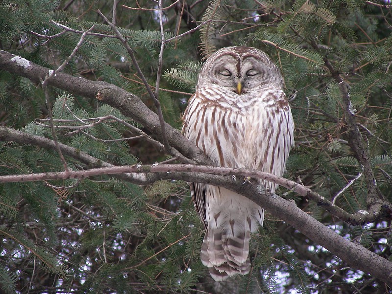 Chouette raye (Barred Owl)