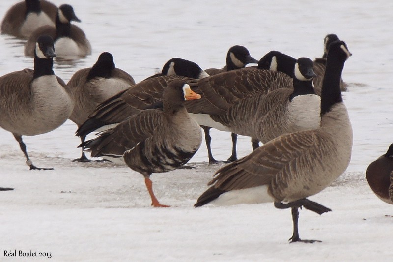 Oie rieuse (Greater White-fronted Goose)