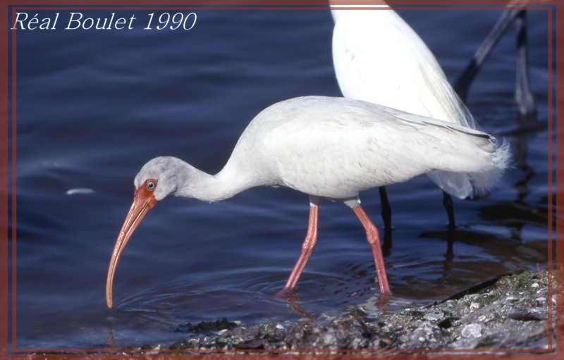 Ibis blanc (White Ibis)