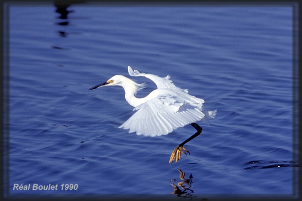 Aigrette neigeuse (Snowy Egret)