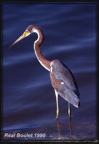 Aigrette tricolore (Tricolored Heron)