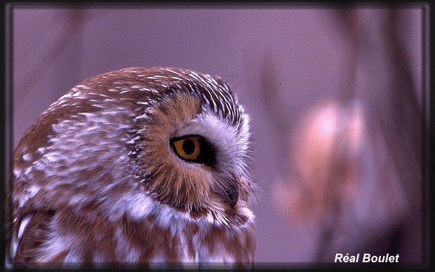 Petite Nyctale (Northern Saw-whet Owl)