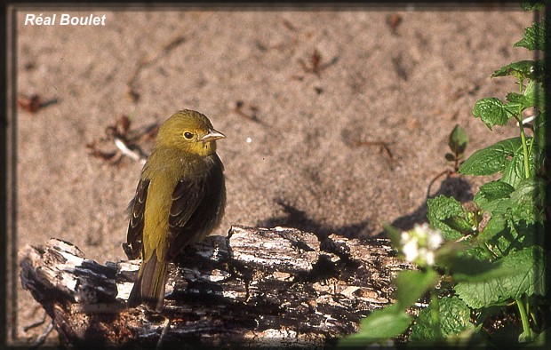 Piranga carlate (Scarlet Tanager)