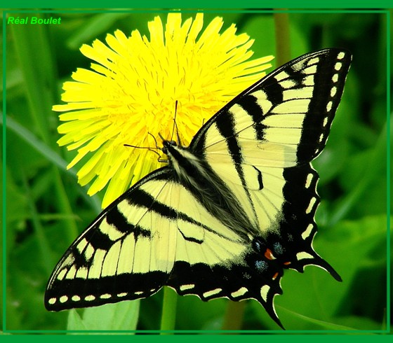 Papillon tigre du canada - Papilio canadensis 