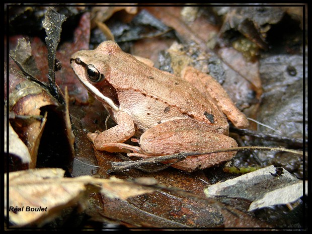 Grenouille des bois