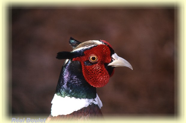 Faisan de Colchide (Ring-necked Pheasant)