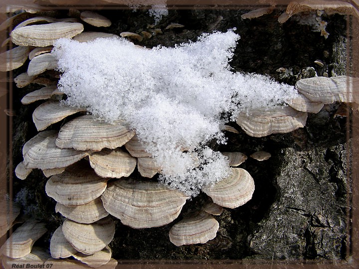 Au menu ... champignons  la neige.