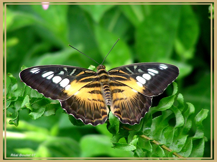 Clipper (Parthenos sylvia)