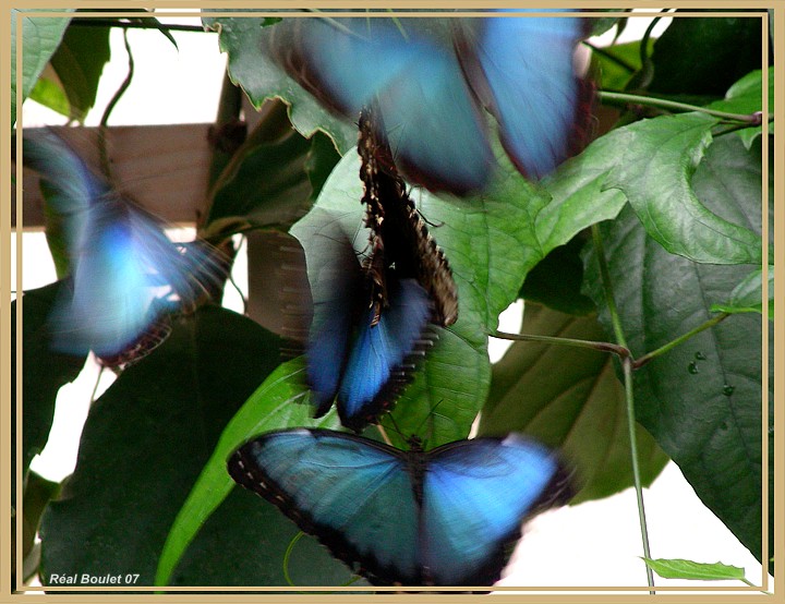 Morpho bleu (Morpho helenor)