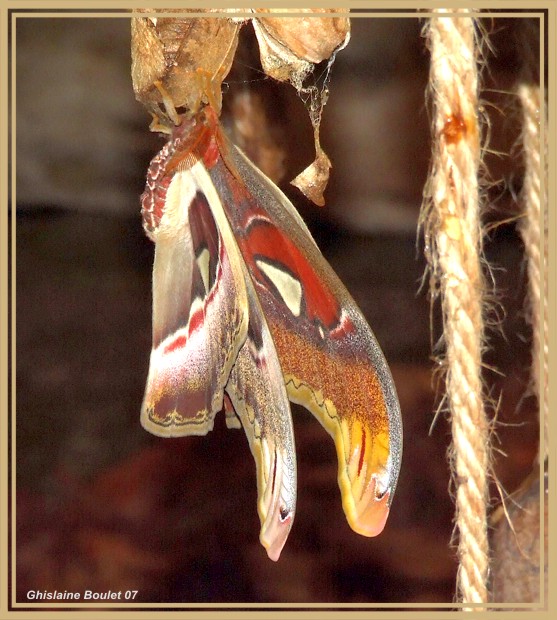 Papillon cobra (Attacus atlas)