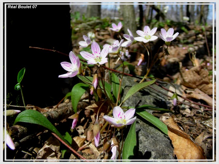 Claytonie de Caroline (Claytonia caroliniana)