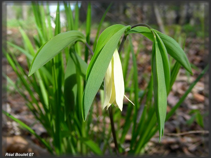 Uvulaire  feuilles sessiles (Uvularia sessilifolia)