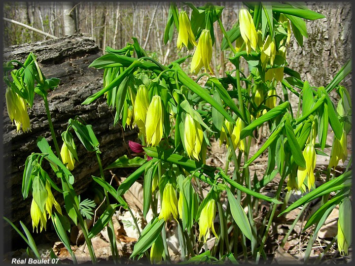 Uvulaire  grandes fleurs (Uvularia grandiflora)