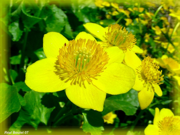 Populage des marais ou Souci deau (Caltha palustris)