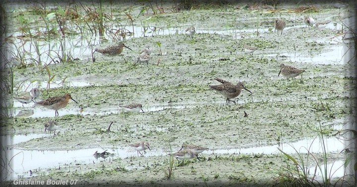 Bcassin roux (Short-billed Dowitcher)