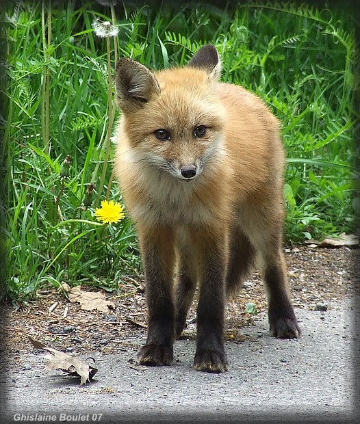 Renard roux