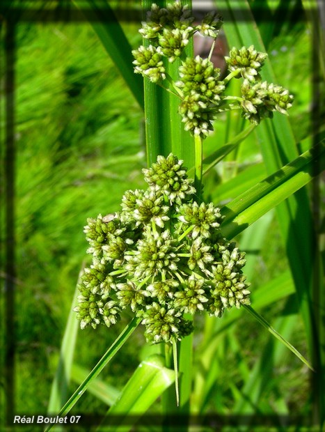 Scirpe