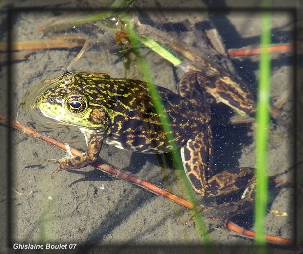 Grenouille du nord femelle adulte, forme rticule