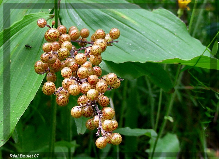 Smilacine  grappe