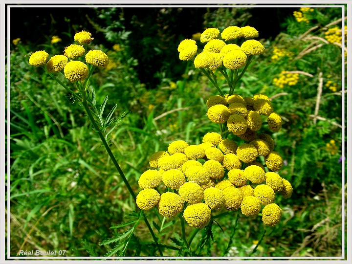 Tanaisie vulgaire (Tanacetum)