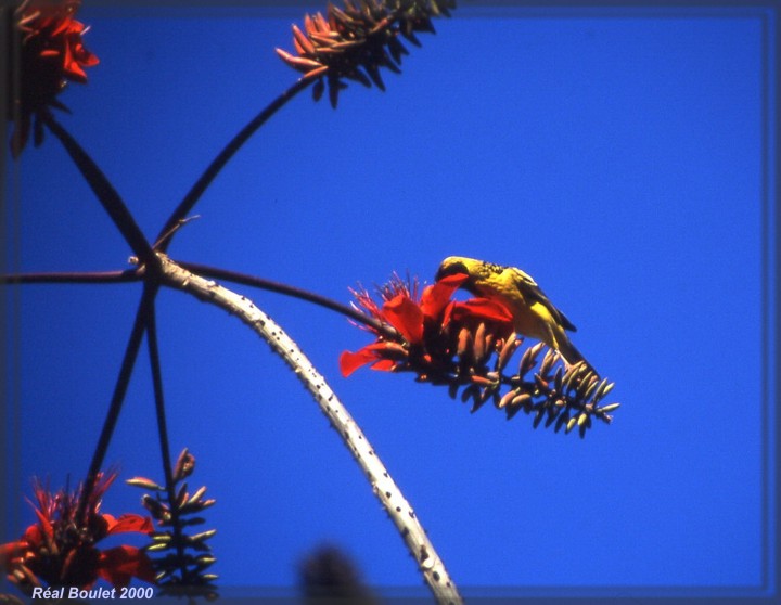 Tisserin gendarme (Village Weaver)