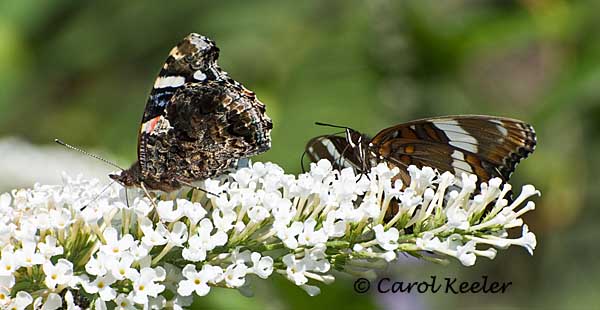 Red (left) and White Admirals