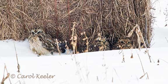 Short Eared Owl Trio