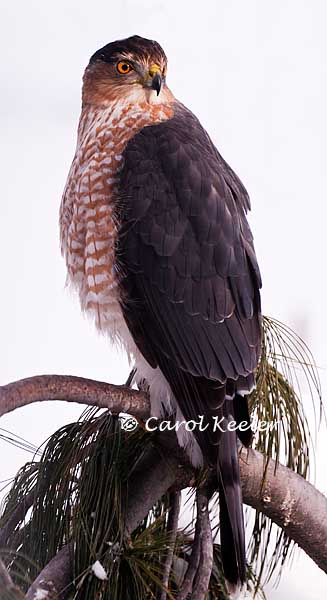 Coopers Hawk in the Sun