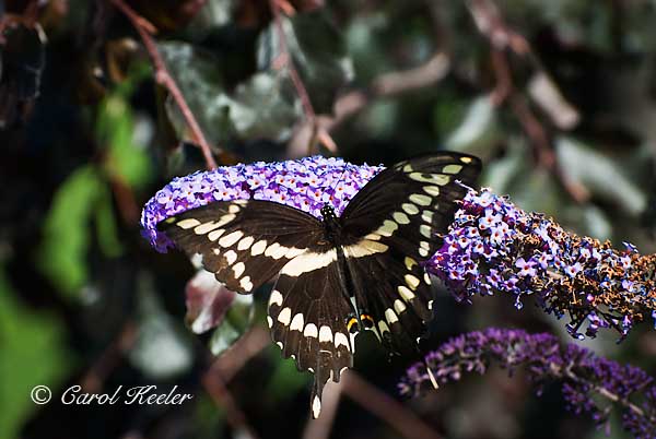 Giant Swallowtail