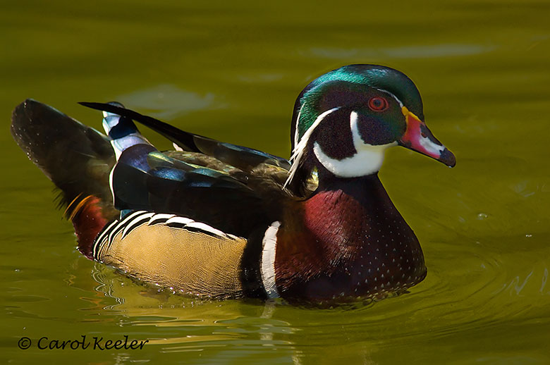 Male Wood duck 2