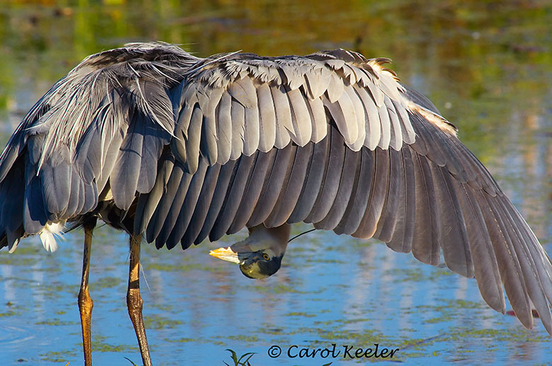 Peek-A-Boo Heron