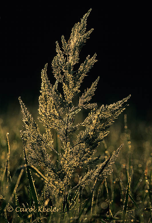 Dewy Grass