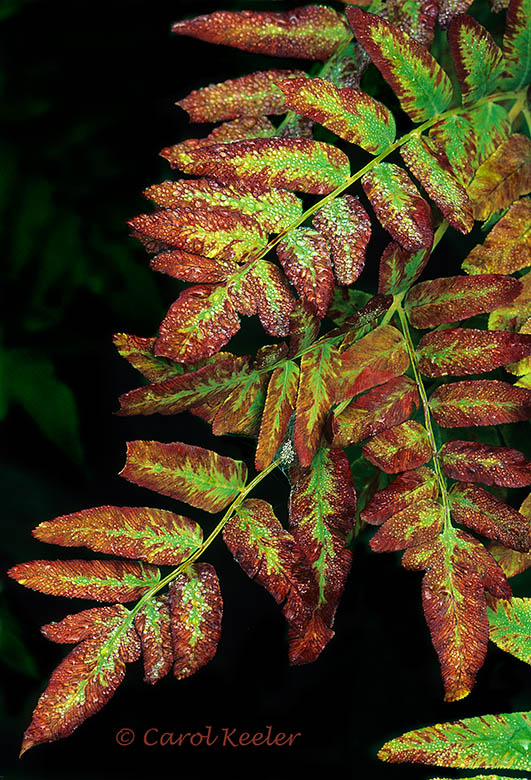 Fall Fern