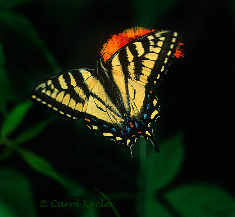 Eastern Tiger Swallowtail Butterfly