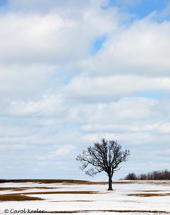 Lonesome Tree