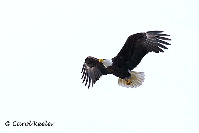 Bald Eagle Flying