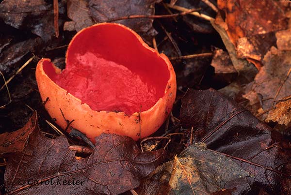 Scarlet Cup